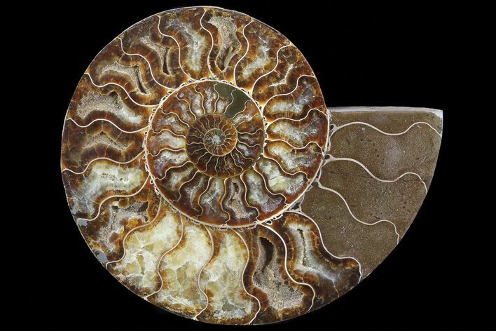 Polished Ammonite Fossil (Half) - Agatized #67898